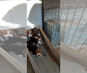 Beagle Puppy for sale in COLEMAN, WI, USA