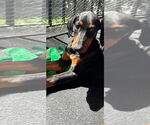 Small #2 Doberman Pinscher