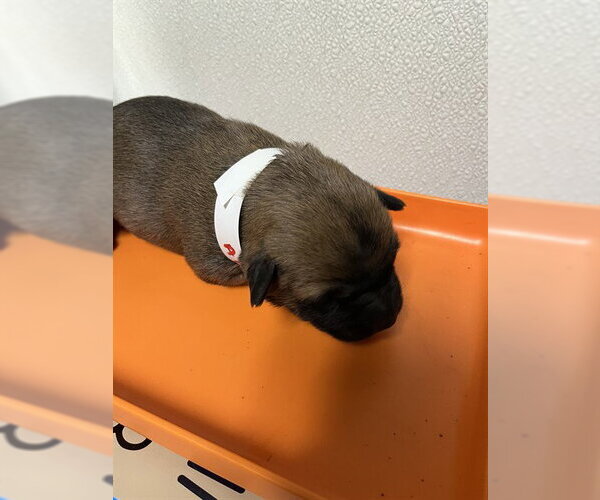 Medium Photo #1 Border Collie-Texas Heeler Mix Puppy For Sale in Bakersfield, CA, USA