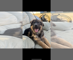 Image preview for Ad Listing. Nickname: Litter of 7