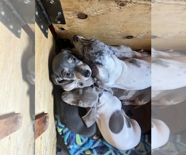 Medium Photo #111 Dachshund Puppy For Sale in LAKEBAY, WA, USA