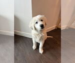 Small #2 Great Pyrenees