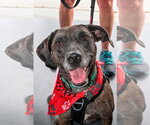 Small #1 Catahoula Leopard Dog