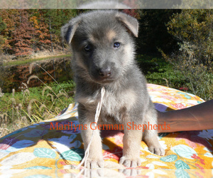 German Shepherd Dog Puppy for Sale in PIEDMONT, Missouri USA