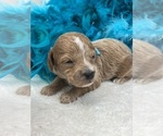 Small Photo #13 Poodle (Miniature) Puppy For Sale in BULLARD, TX, USA