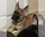 Small Photo #1 German Shepherd Dog Puppy For Sale in MADISON, FL, USA