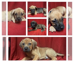Cane Corso-Neapolitan Mastiff Mix Puppy for sale in TOPEKA, KS, USA