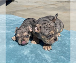 Small #31 French Bulldog