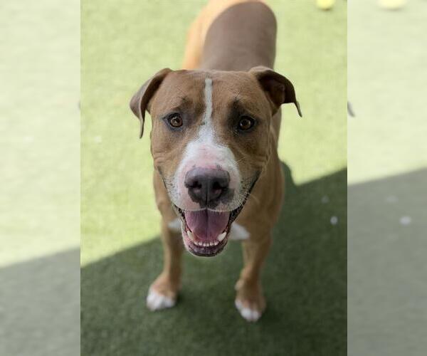 Medium Photo #2 Mutt Puppy For Sale in Chula Vista, CA, USA