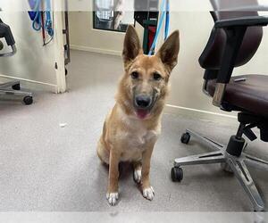 Carolina Dog-Unknown Mix Dogs for adoption in Pasadena, CA, USA