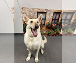 Small #1 Mutt