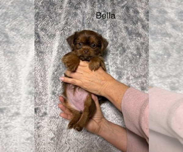 Medium Photo #76 Shorkie Tzu Puppy For Sale in SCOTTSDALE, AZ, USA