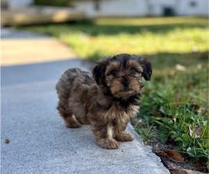 Yorkshire Terrier Puppy for sale in NEWTON, NC, USA