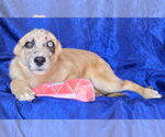 Small #2 Australian Shepherd-Catahoula Leopard Dog Mix
