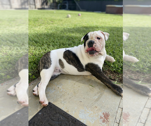 English Bulldog Puppy for sale in KENDALL, FL, USA