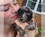 Small #1 Aussiedoodle Miniature 