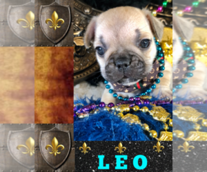 French Bulldog Puppy for sale in HEATHROW, FL, USA