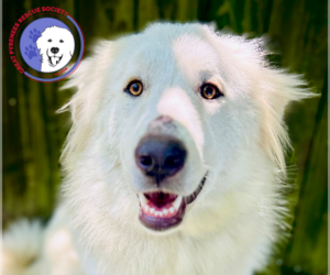 Great Pyrenees Dogs for adoption in Spring, TX, USA