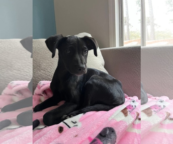 Medium Photo #1 Labrador Retriever-Unknown Mix Puppy For Sale in Sanford, FL, USA