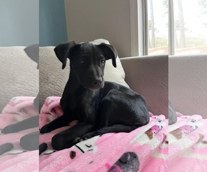 Labrador Retriever-Unknown Mix Dogs for adoption in Sanford, FL, USA