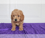 Small Photo #2 Goldendoodle (Miniature) Puppy For Sale in BLOOMINGTON, IN, USA
