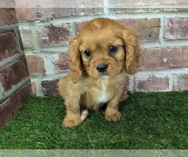 Medium Photo #4 Cavalier King Charles Spaniel Puppy For Sale in MOBERLY, MO, USA