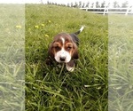 Puppy Puppy 4 Basset Hound