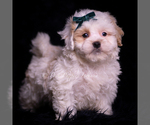 Small Photo #126 Maltipoo (Miniature) Puppy For Sale in WARSAW, IN, USA