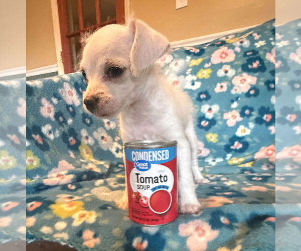 Medium Photo #4 Chihuahua-Unknown Mix Puppy For Sale in Pacolet, SC, USA
