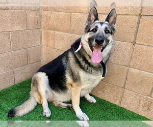 German Shepherd Dog Dogs for adoption in Moreno Valley, CA, USA