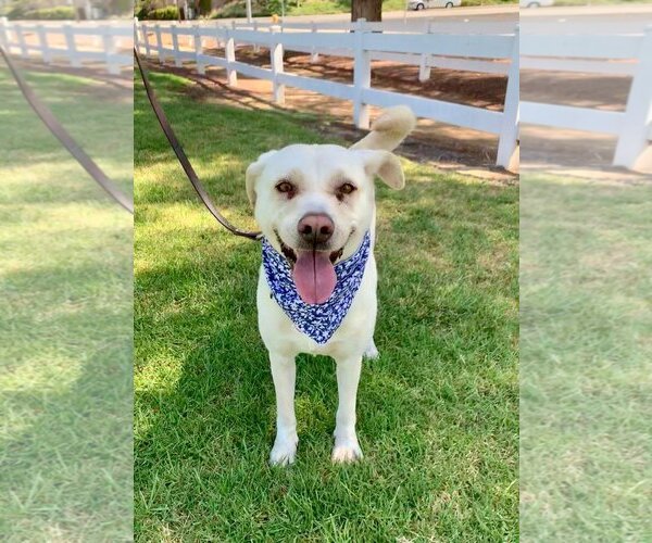 Medium Photo #8 Labrador Retriever-Unknown Mix Puppy For Sale in Dana Point, CA, USA