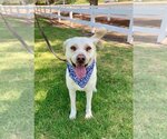 Small Photo #8 Labrador Retriever-Unknown Mix Puppy For Sale in Dana Point, CA, USA