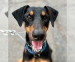 Small Photo #17 Doberman Pinscher-Unknown Mix Puppy For Sale in Lake Forest, CA, USA