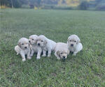 Small Photo #10 Golden Retriever Puppy For Sale in DOTHAN, AL, USA