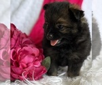 Small #5 Pomeranian