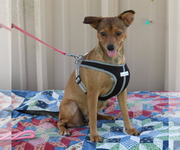 Medium Photo #3 Mutt Puppy For Sale in Bandera, TX, USA
