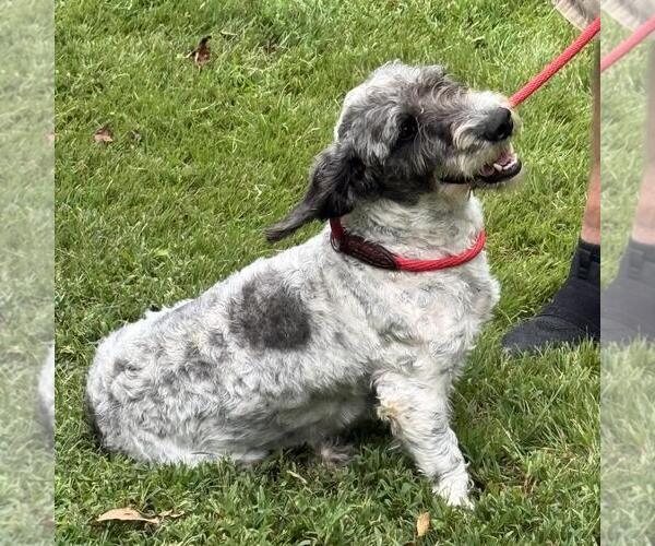 Medium Photo #2 Mutt Puppy For Sale in Yardley, PA, USA