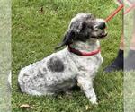 Small #1 Mutt