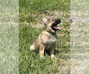 German Shepherd Dog Puppy for sale in CORAL SPRINGS, FL, USA