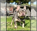 Small Photo #1 French Bulldog Puppy For Sale in OJAI, CA, USA