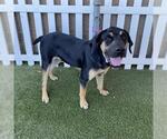 Small Rottweiler Mix