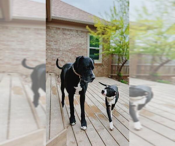 Medium Photo #2 American Pit Bull Terrier-Unknown Mix Puppy For Sale in Louisville, KY, USA