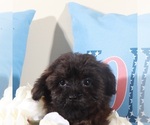 Small #1 Yorkipoo