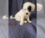 Small Photo #4 Australian Cattle Dog-Poodle (Miniature) Mix Puppy For Sale in NEWPORT BEACH, CA, USA