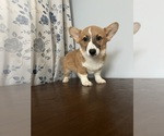 Small #30 Pembroke Welsh Corgi