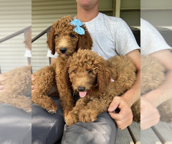 Medium Photo #1 Poodle (Standard) Puppy For Sale in MOBERLY, MO, USA