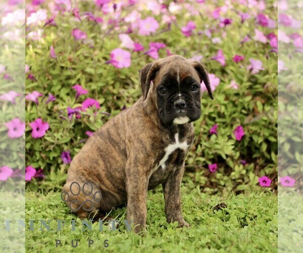 Medium Photo #3 Boxer Puppy For Sale in GORDONVILLE, PA, USA