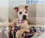 Small #8 Boxer Mix