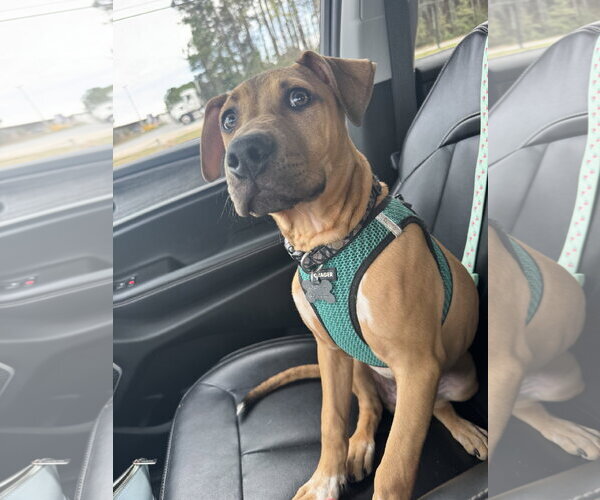 Medium Photo #7 Mutt Puppy For Sale in Holly Springs, NC, USA