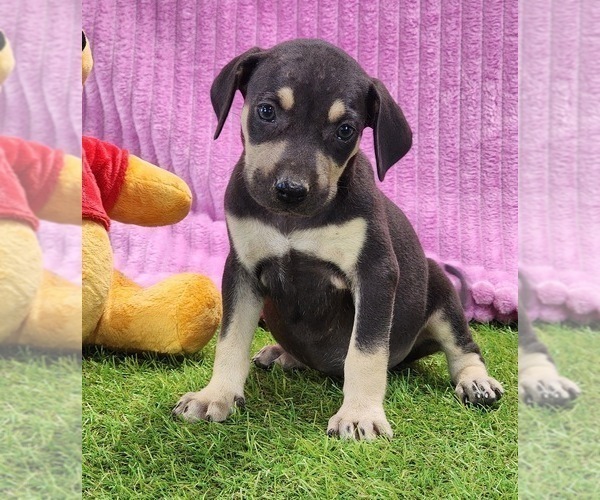 Medium Photo #8 Catahoula Leopard Dog Puppy For Sale in CUMBY, TX, USA